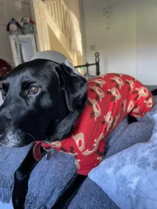 Black Labrador wearing red pyjamas with reindeers on them