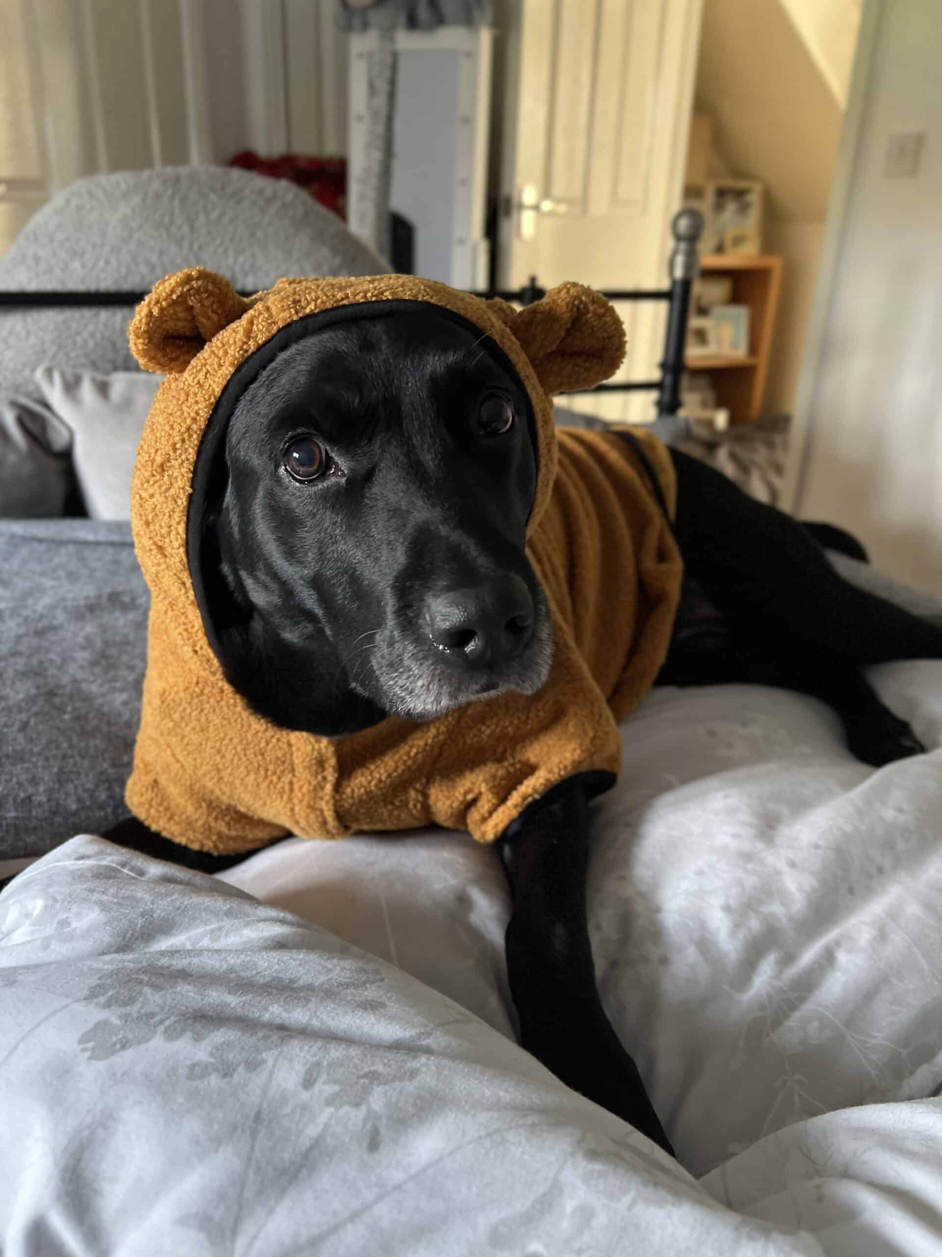 Black Labrador wearing a brown bear like hoody with ears