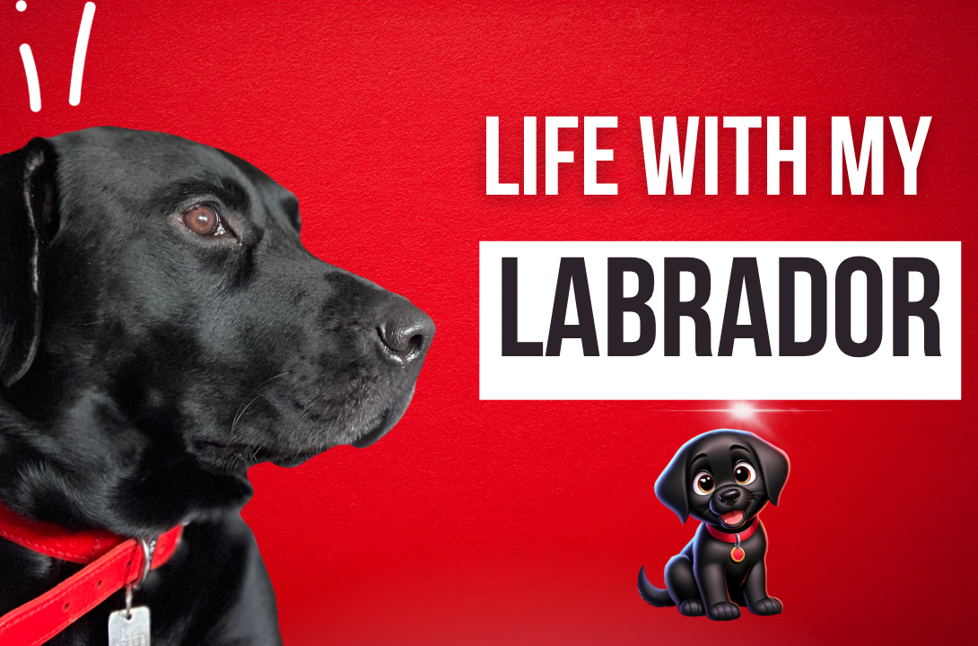 Life with my Labrador