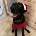 Vlogmas Day 6 Alfie my Black Labrador is pictured in our Kitchen wearing a red santa hat