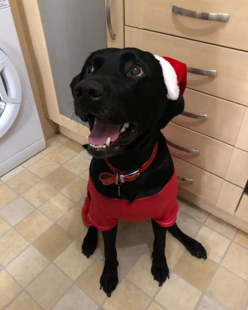 Vlogmas Day 6 Alfie my Black Labrador is pictured in our Kitchen wearing a red santa hat